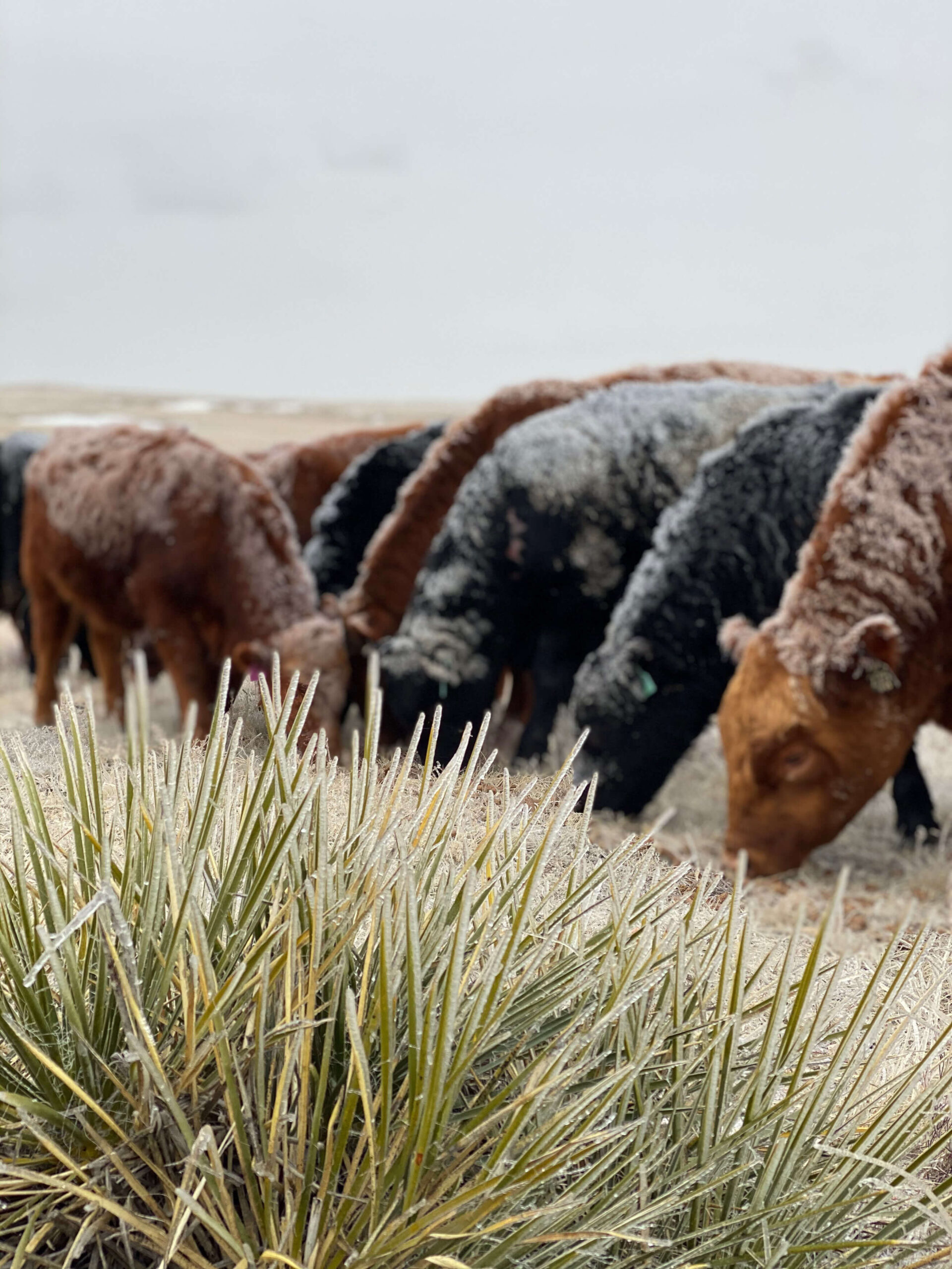 cattle grazing on frosted field in wyoming